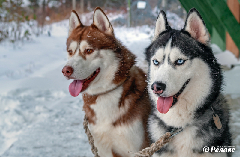 Кр Пол_Хаски.jpg